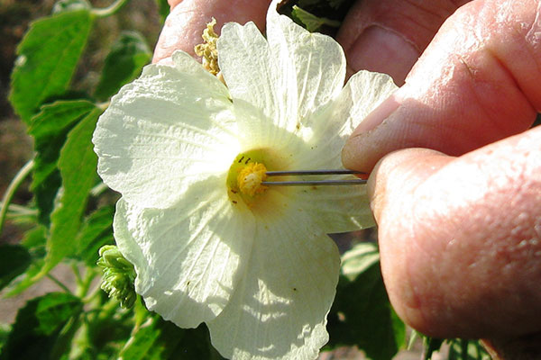 Kenaf Pollination