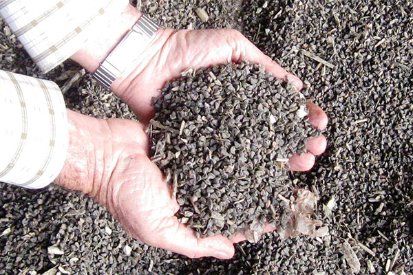 Ntural Kenaf Seeds